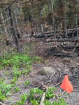 Fern Lake Trail (RMNP): Plot 86