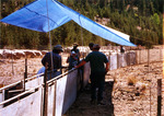 Shipping lambs from temporary corrals by M. Miller