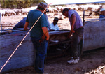 Shipping lambs from temporary corrals by M. Miller
