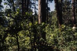 Upper Piedra, San Juan National Forest by Phil Robertson