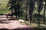 Elk Creek Trail by M. Miller