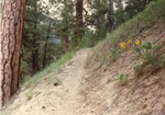Deadwood Ridge Trail by M. Miller