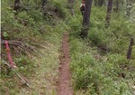 Deadwood Ridge Trail by M. Miller