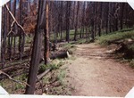 Elk Creek trail by M. Miller