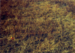 Elk Collar Meadow. by Monte Miller