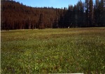 Bearskin meadows by Monte Miller