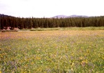 Pole Creek Meadow by Monte Miller