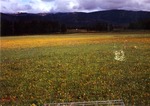 Little East Fork Meadow by Monte Miller
