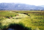 Burce Meadows by Monte Miller