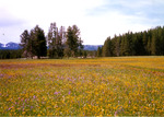 Cache Creek Meadow by Monte Miller