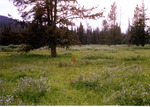 Elk Collar Meadow by Monte Miller