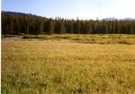 Pole Creek Meadow. by Monte Miller