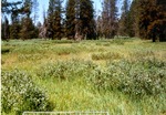 Elk Collar Meadow by Monte Miller