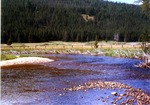Bear Valley Creek by Monte Miller