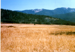 Ayers Meadow South of the Sheep Corrals. by Monte Miller