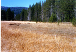 Ayers Meadow South of the Sheep corrals. by Monte Miller