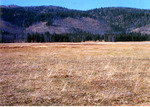 Poker Meadows - Just North of Bear Valley Creek. by Monte Miller