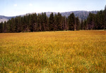 Ayers Meadow by Monte Miller