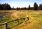 South of Portland Mine Meadows by Monte Miller