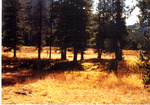 Elk Collar Meadow. by Monte Miller
