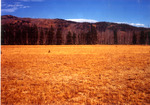 Portland Mine Meadows by Monte Miller