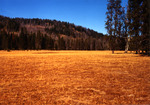 Tennessee Creek Meadow by Monte Miller