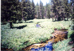 Deer Creek by Monte Miller